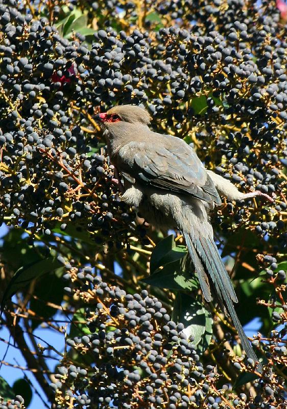 frieda 023.jpg - Sjoe ek moet maar klou om die bessies by te kom.